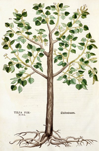 Tilia Foemina, Lindenbaum, or Lime Tree, illustration from 